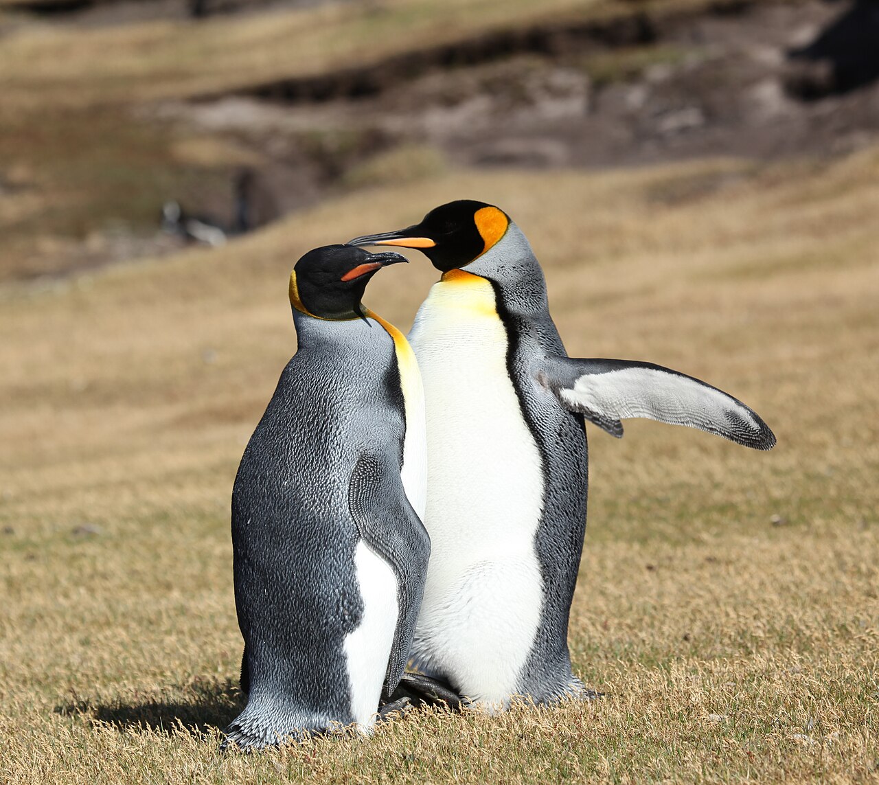 Manchot royal (Aptenodytes patagonicus) en photographie