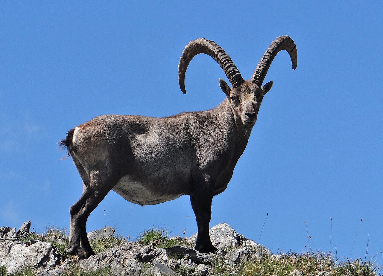 Bouquetin des Alpes (Capra ibex) en photographie