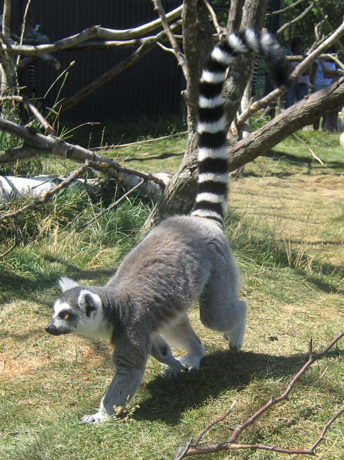 Lémur catta (Lemur catta) en photographie