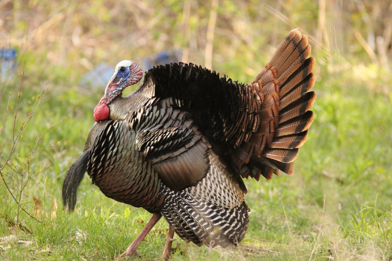 Dindon sauvage (Meleagris gallopavo) en photographie