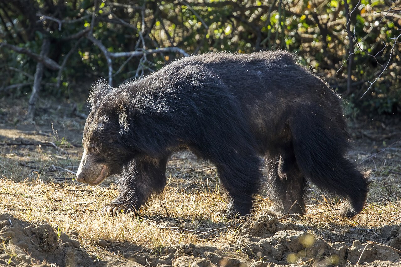 Ours lippu (Melursus ursinus) en photographie