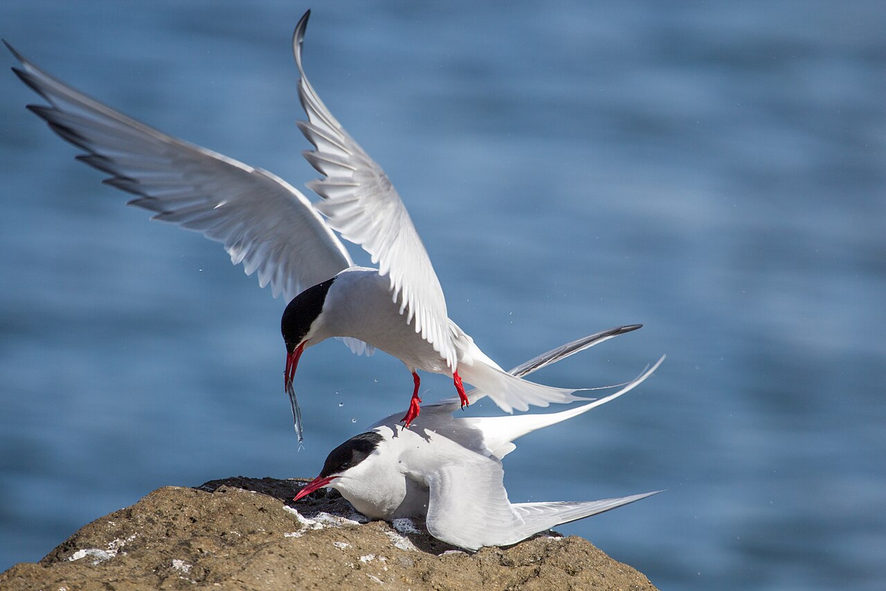 Sterne arctique (Sterna paradisaea) en photographie
