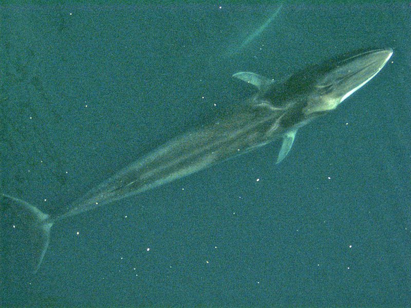 Rorqual commun (Balaenoptera physalus) en photographie