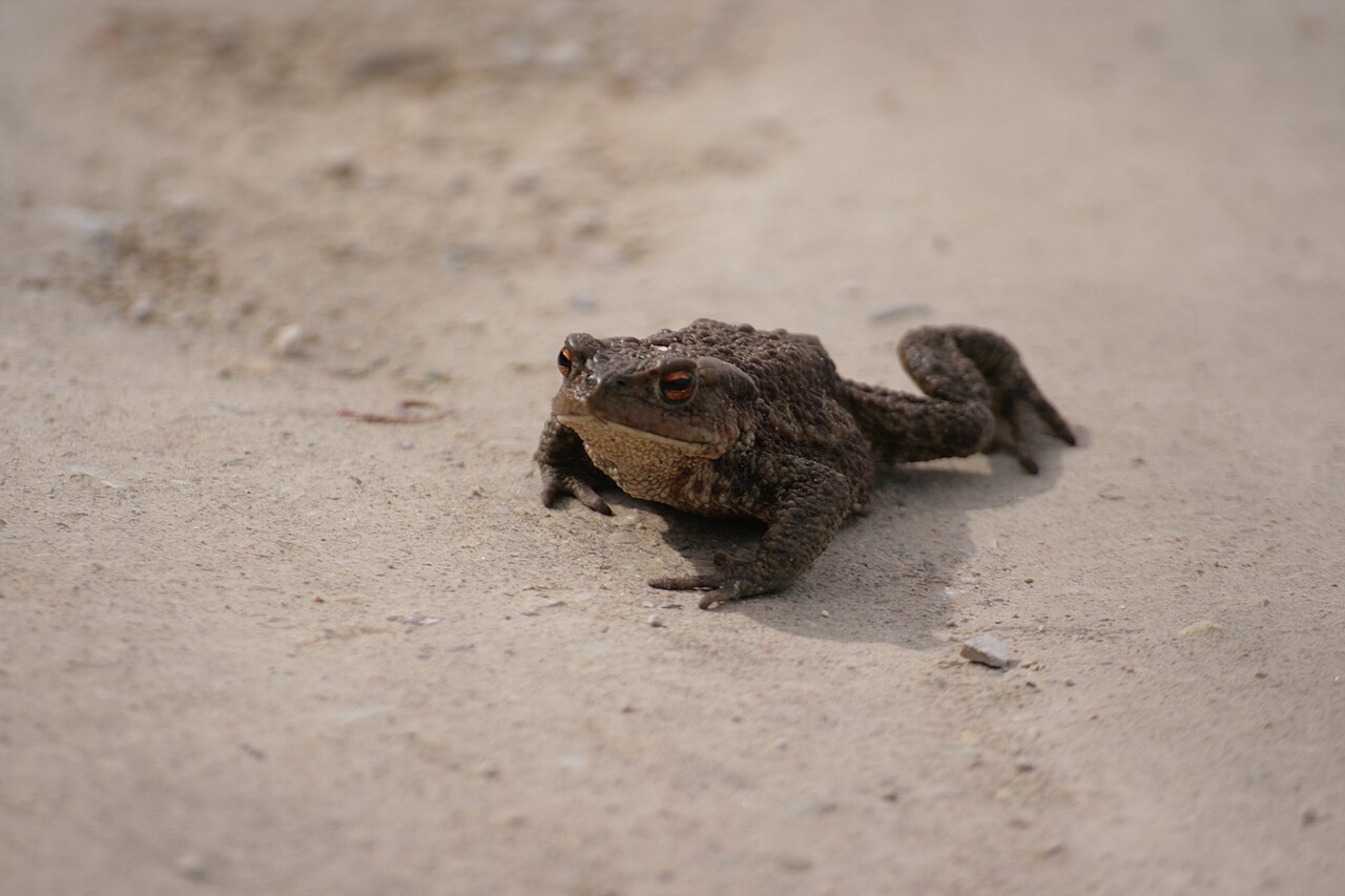 Crapaud commun (Bufo bufo) en photographie