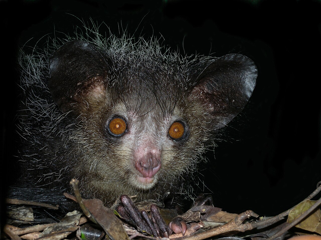 Aye-aye (Daubentonia madagascariensis) en photographie