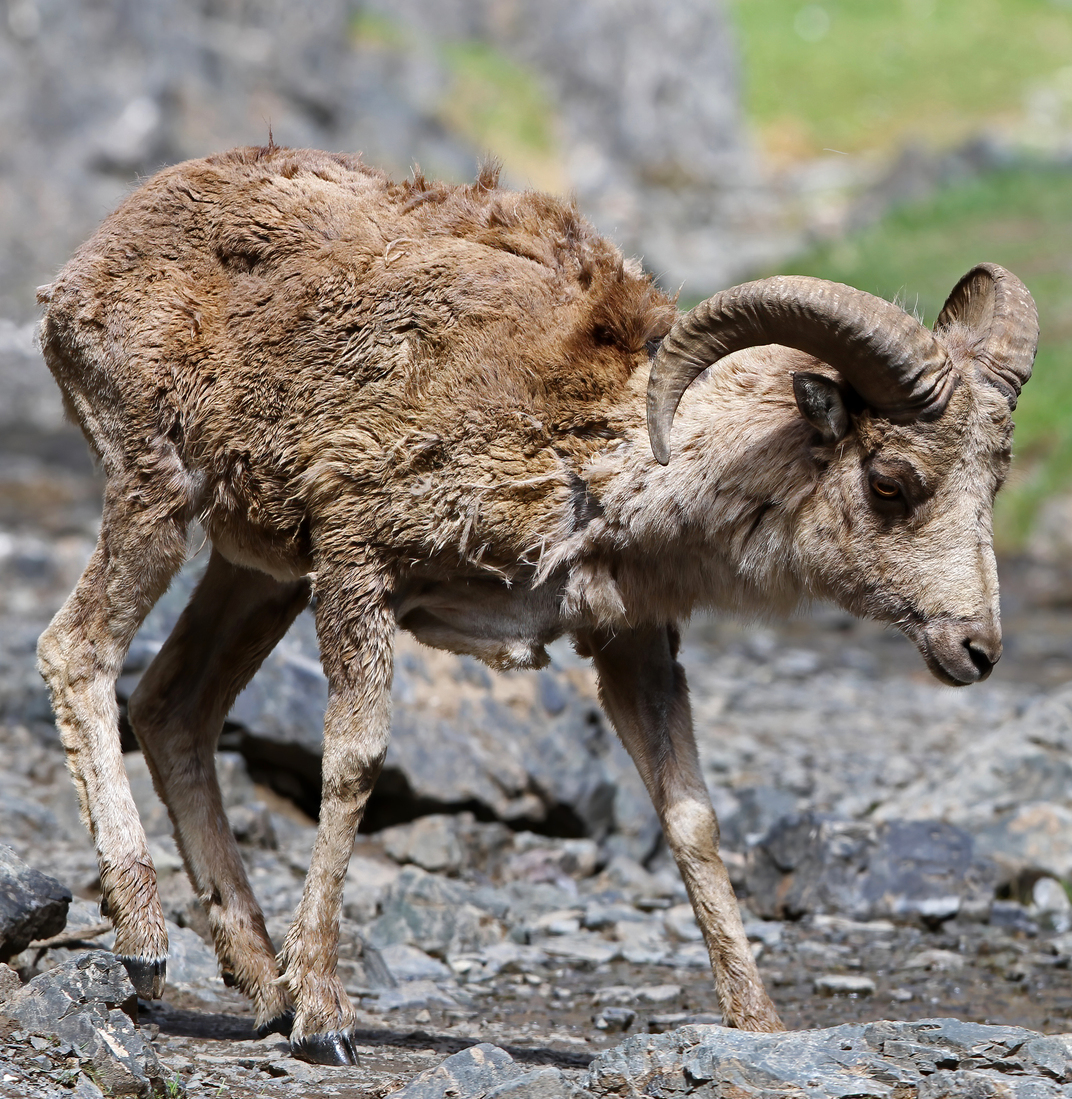Argali (Ovis ammon) en photographie