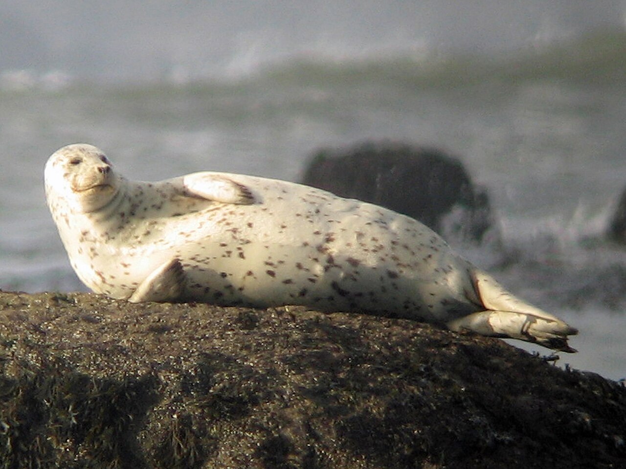 Phoque commun (Phoca vitulina) en photographie