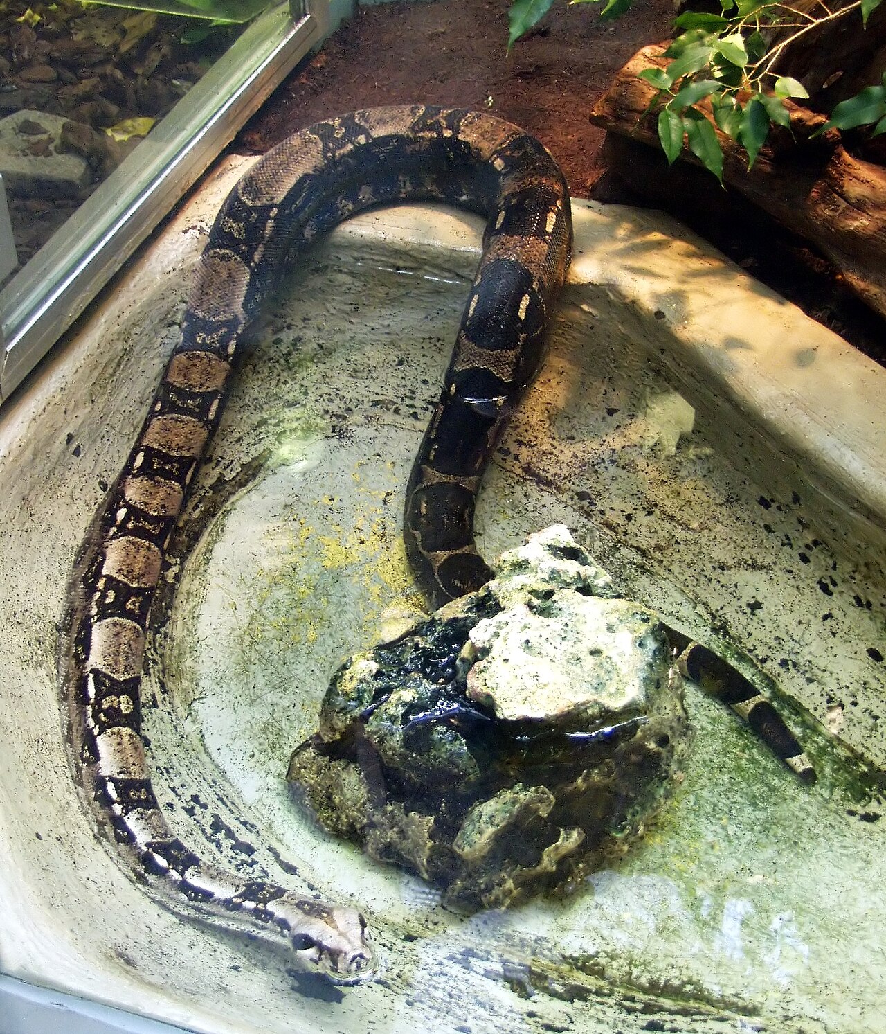 Boa constrictor (Boa constrictor) en photographie
