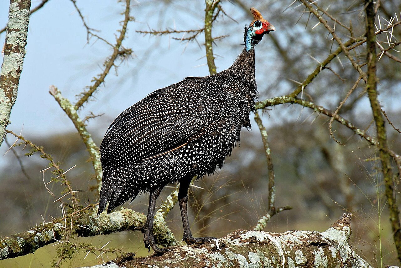 Pintade de Numidie (Numida meleagris) en photographie