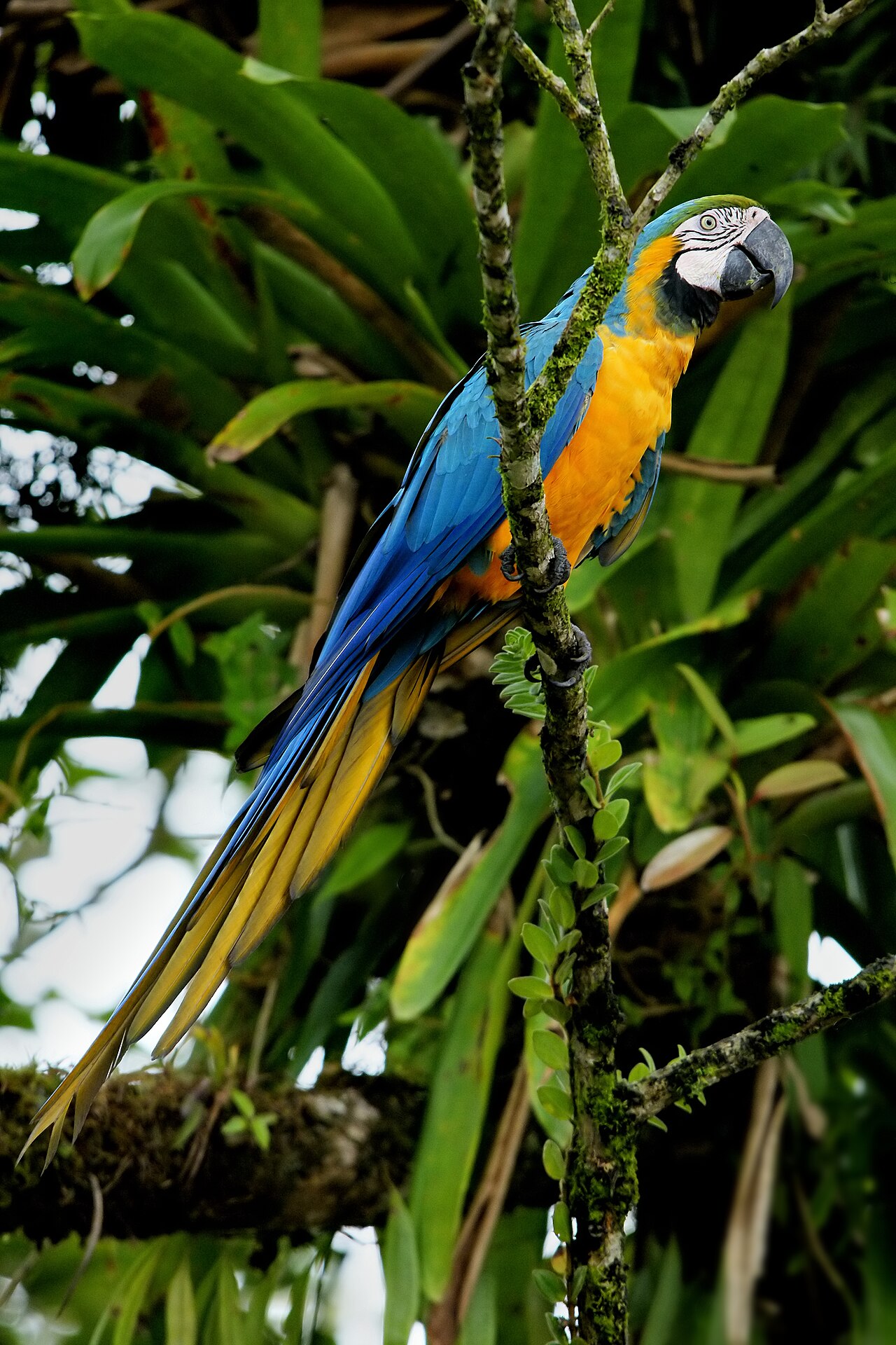 Ara bleu (Ara ararauna) en photographie