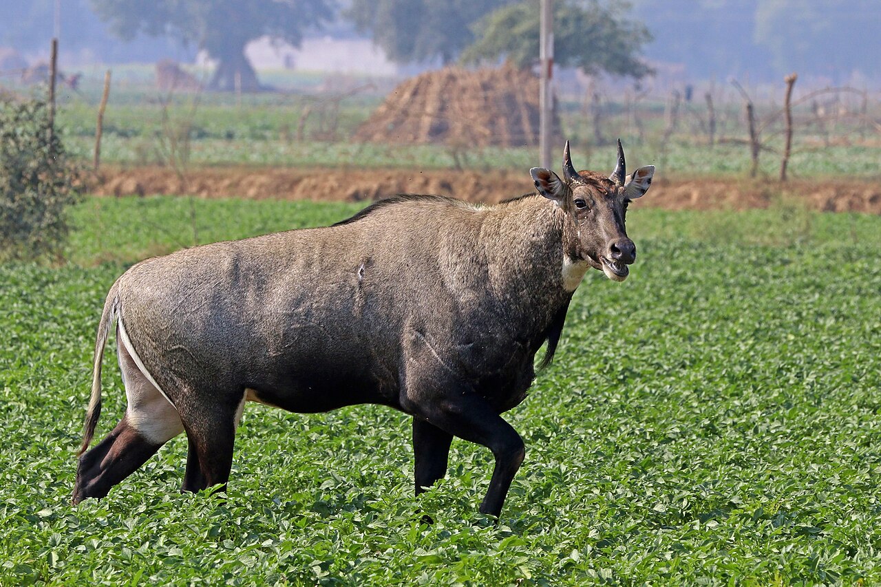Nilgaut (Boselaphus tragocamelus) en photographie