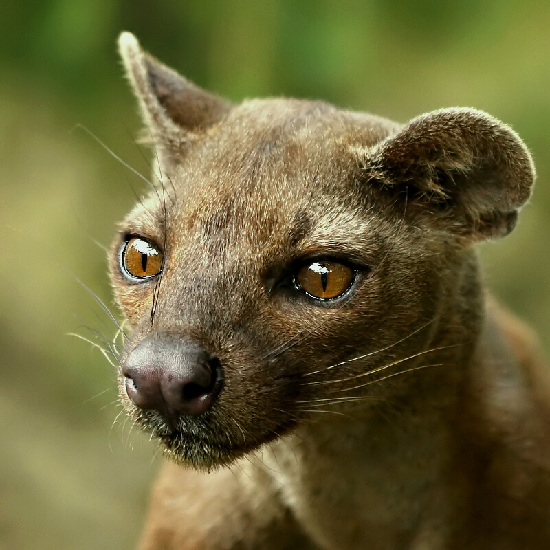 Fossa (Cryptoprocta ferox) en photographie
