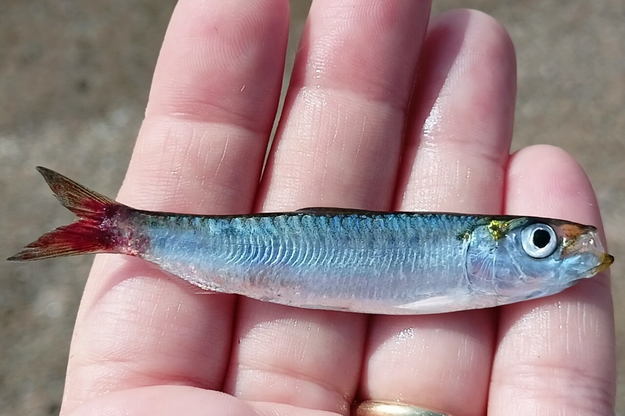 Sardine commune (Sardina pilchardus) en photographie
