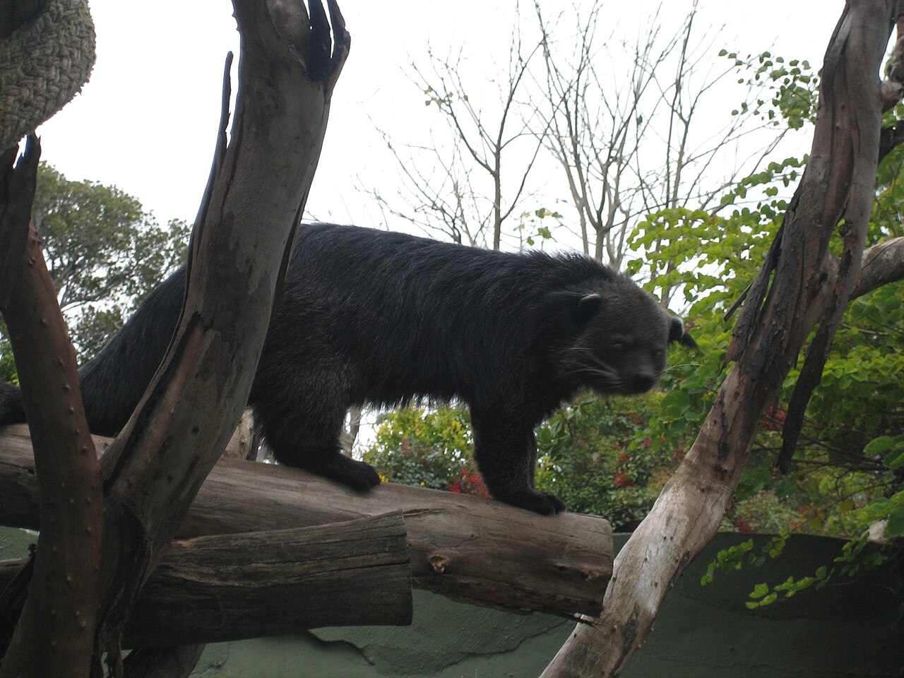 Binturong (Arctictis binturong) en photographie