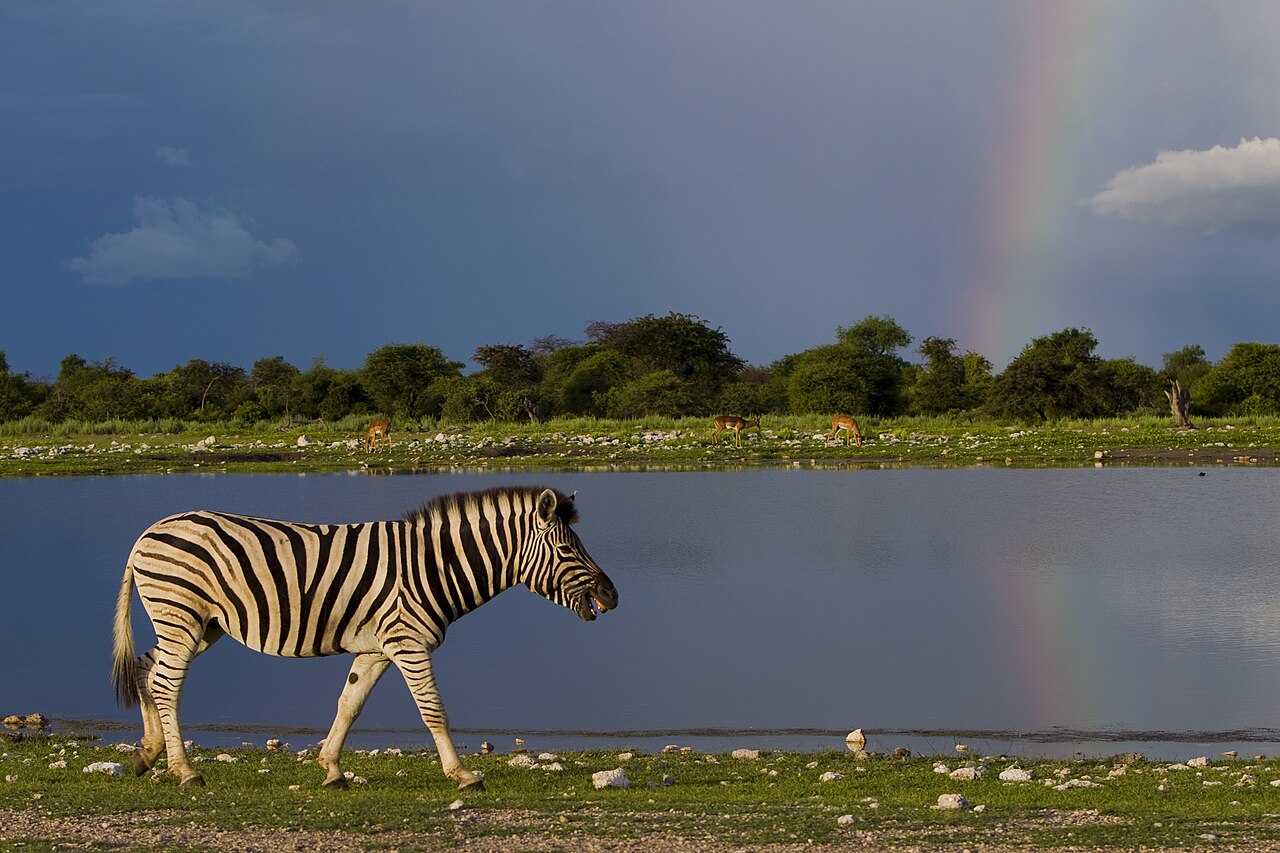 Zèbre des plaines (Equus quagga) en photographie
