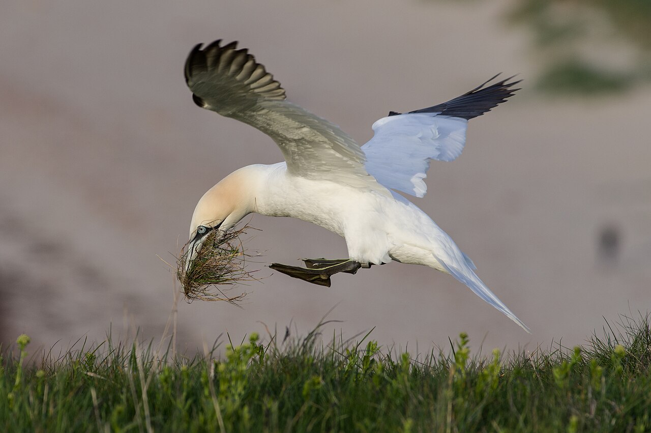 Fou de Bassan (Morus bassanus) en photographie