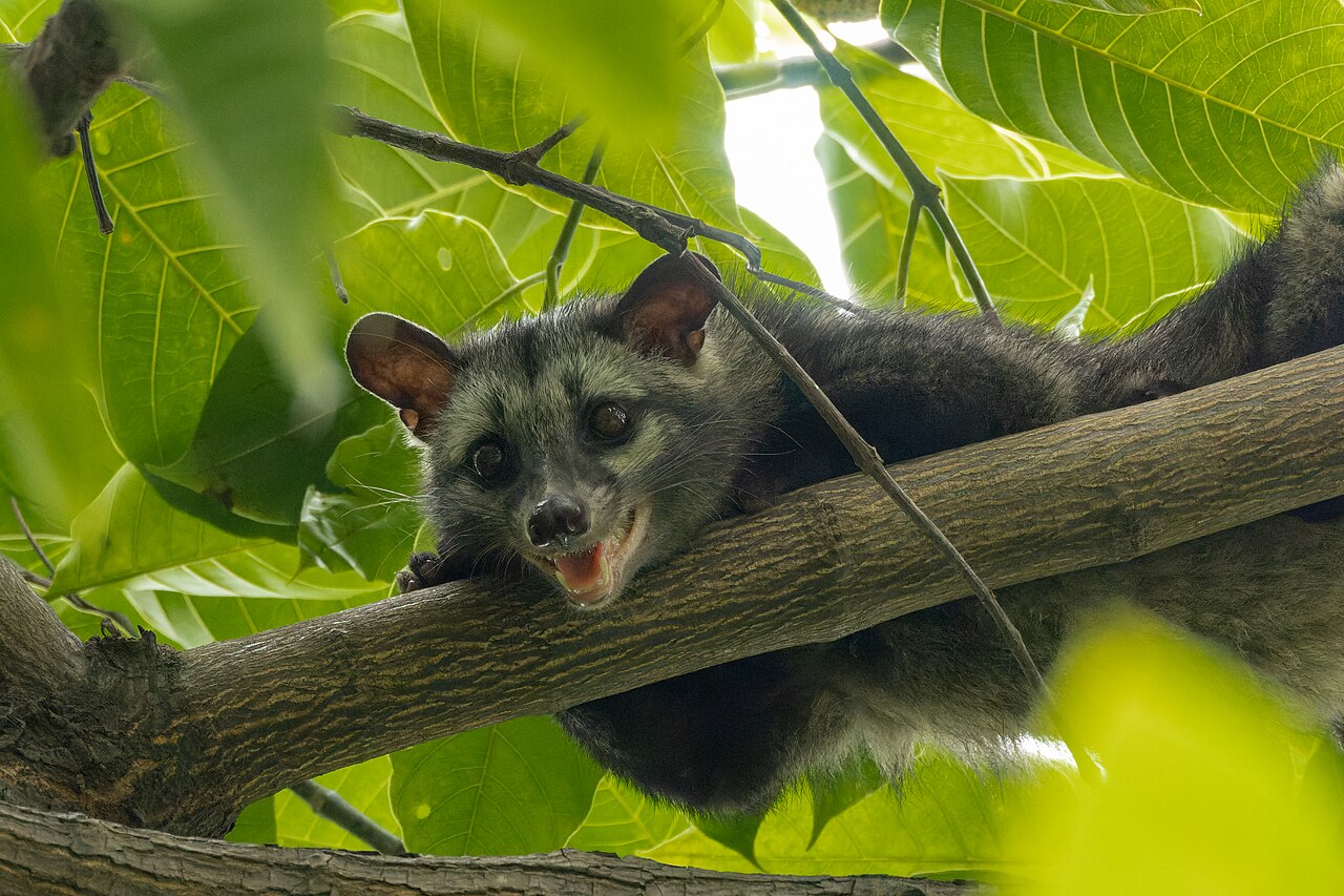 Civette palmiste hermaphrodite (Paradoxurus hermaphroditus) en photographie