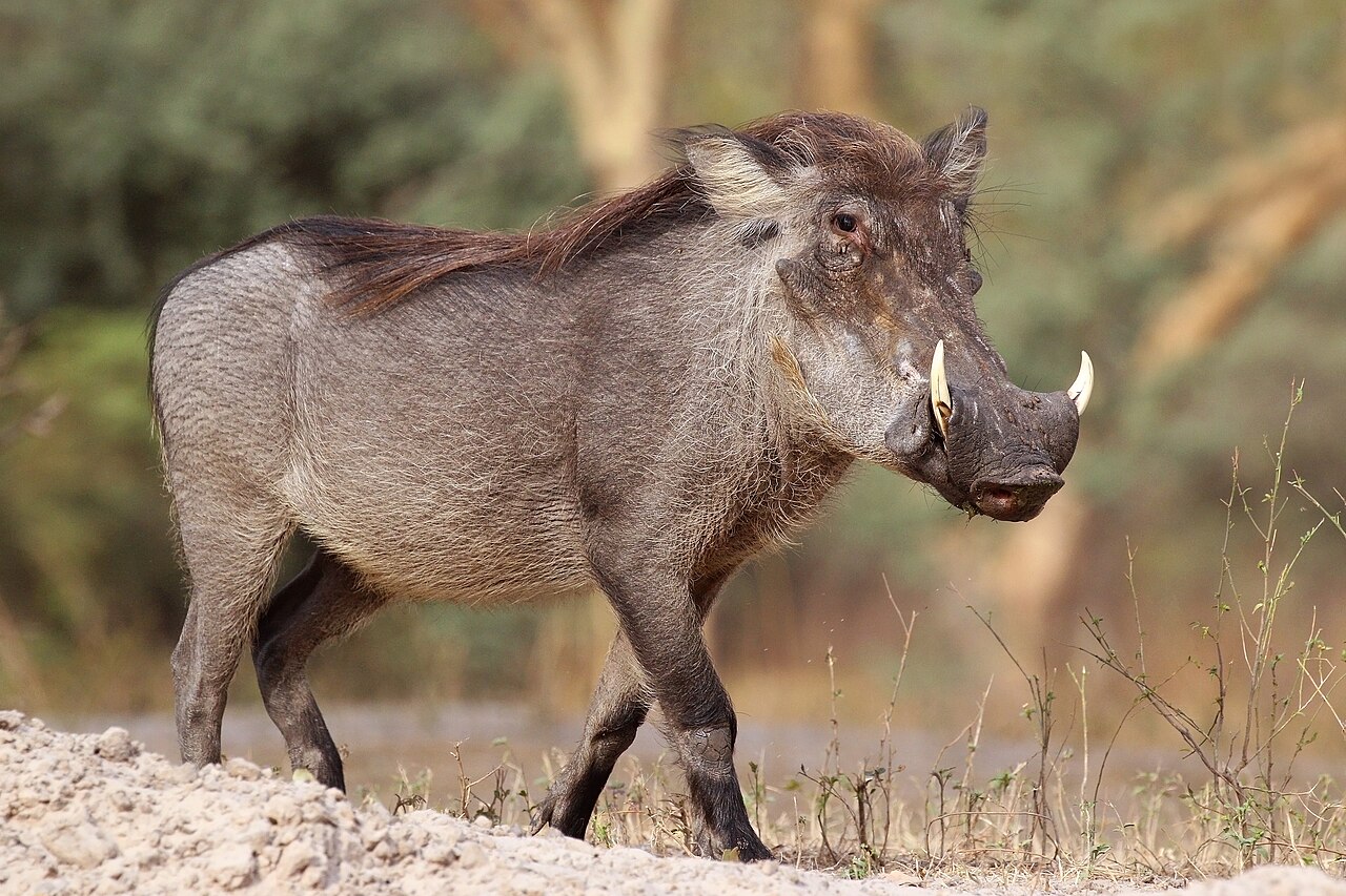 Phacochère commun (Phacochoerus africanus) en photographie