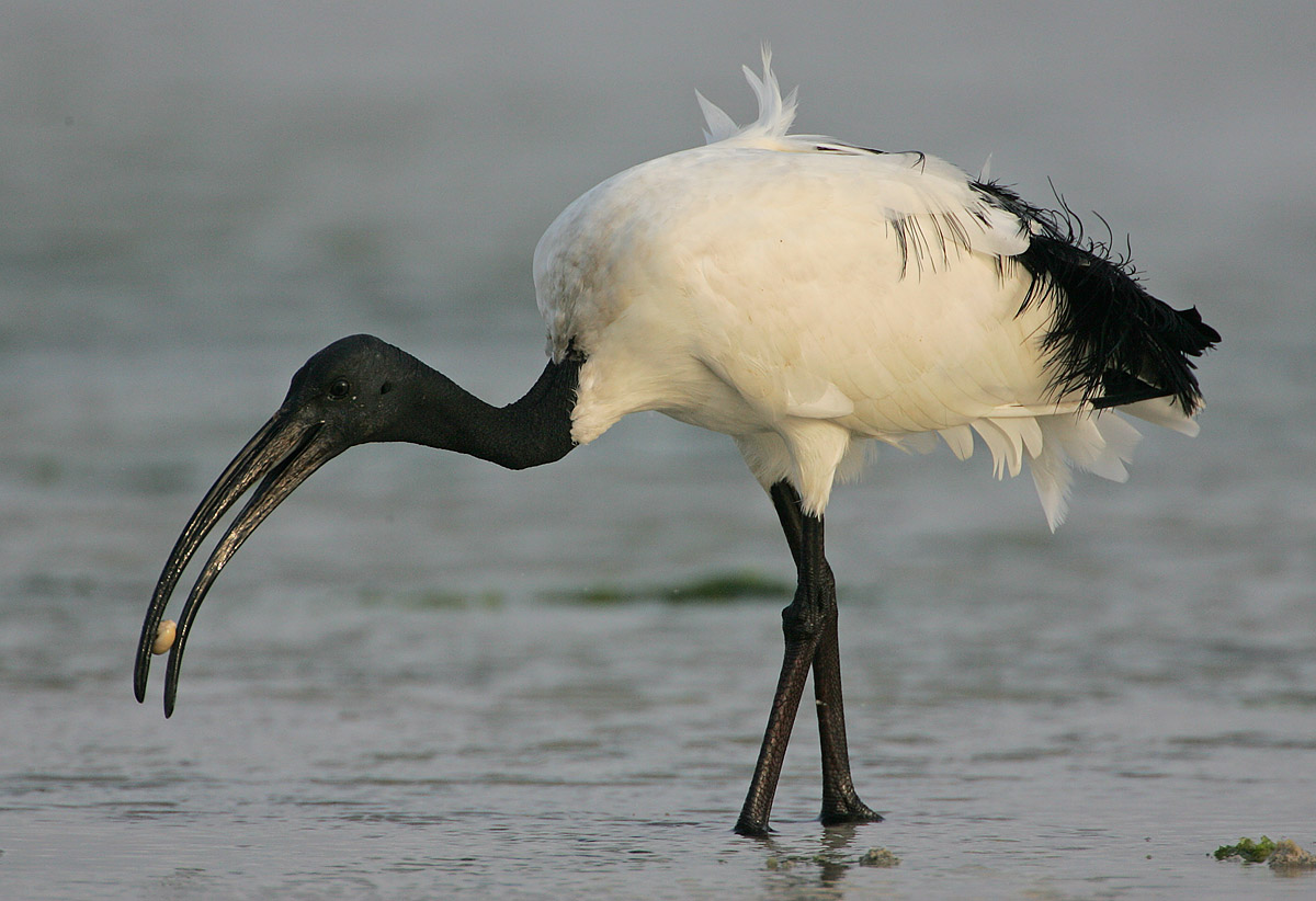 Ibis sacré (Threskiornis aethiopicus) en photographie