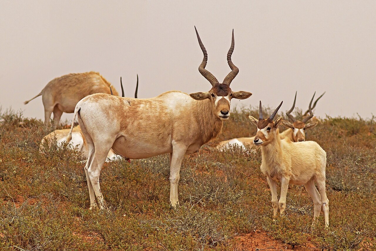 Addax (Addax nasomaculatus) en photographie