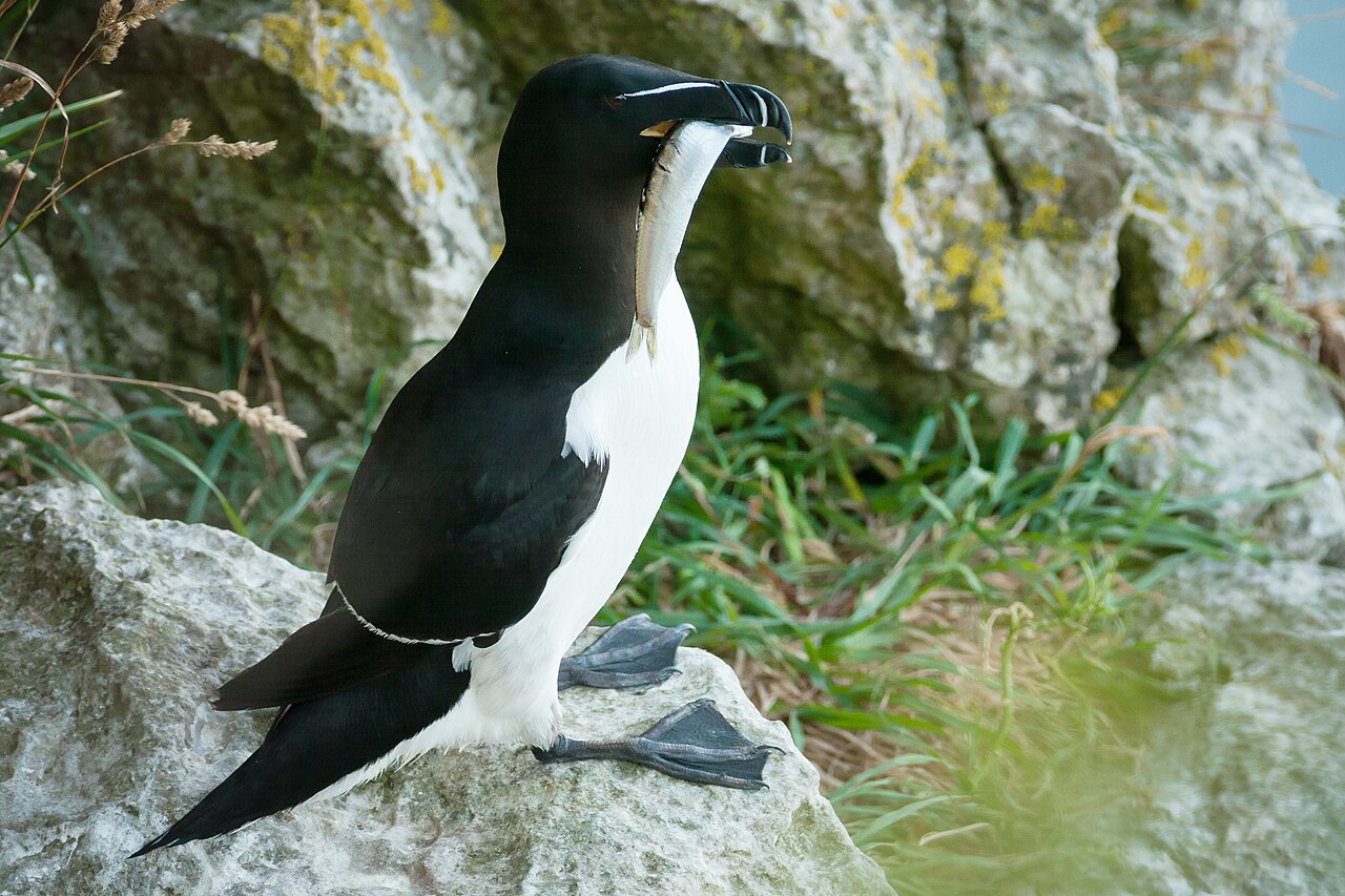 Pingouin torda (Alca torda) en photographie