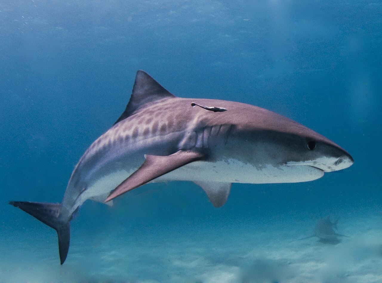 Requin tigre (Galeocerdo cuvier) en photographie