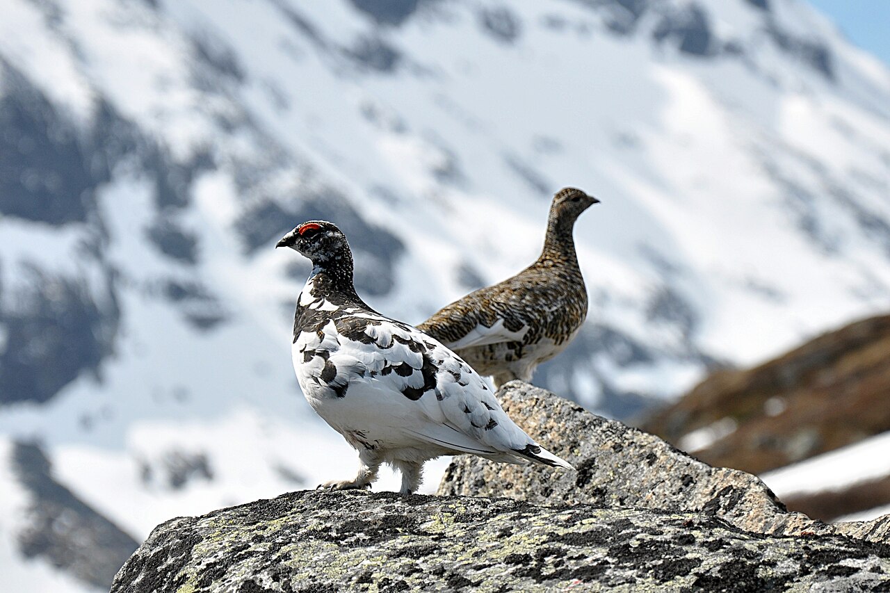 Lagopède alpin (Lagopus muta) en photographie