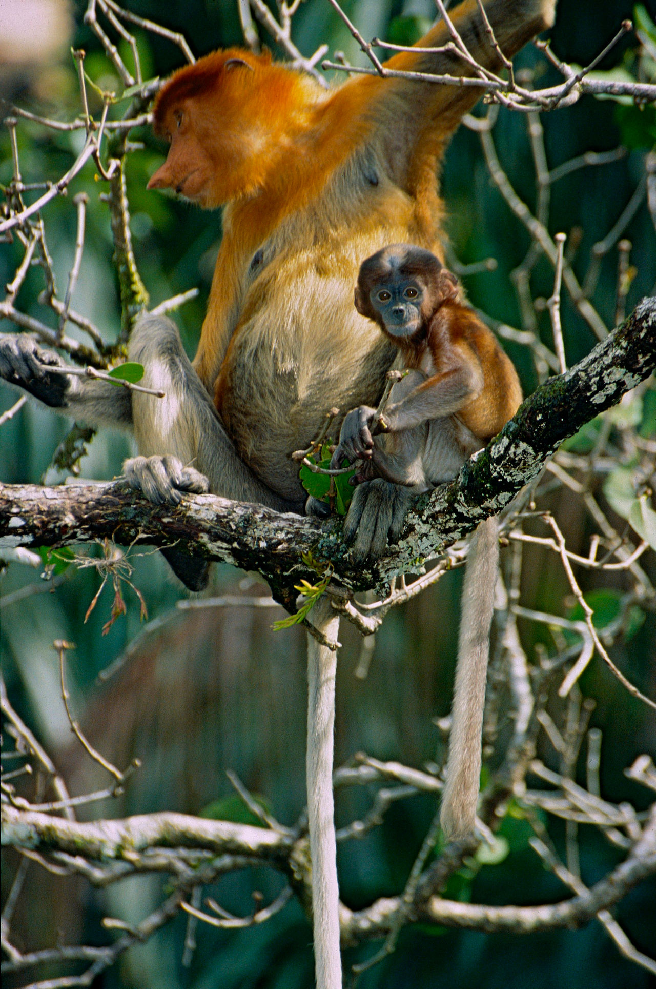 Nasique (Nasalis larvatus) en photographie