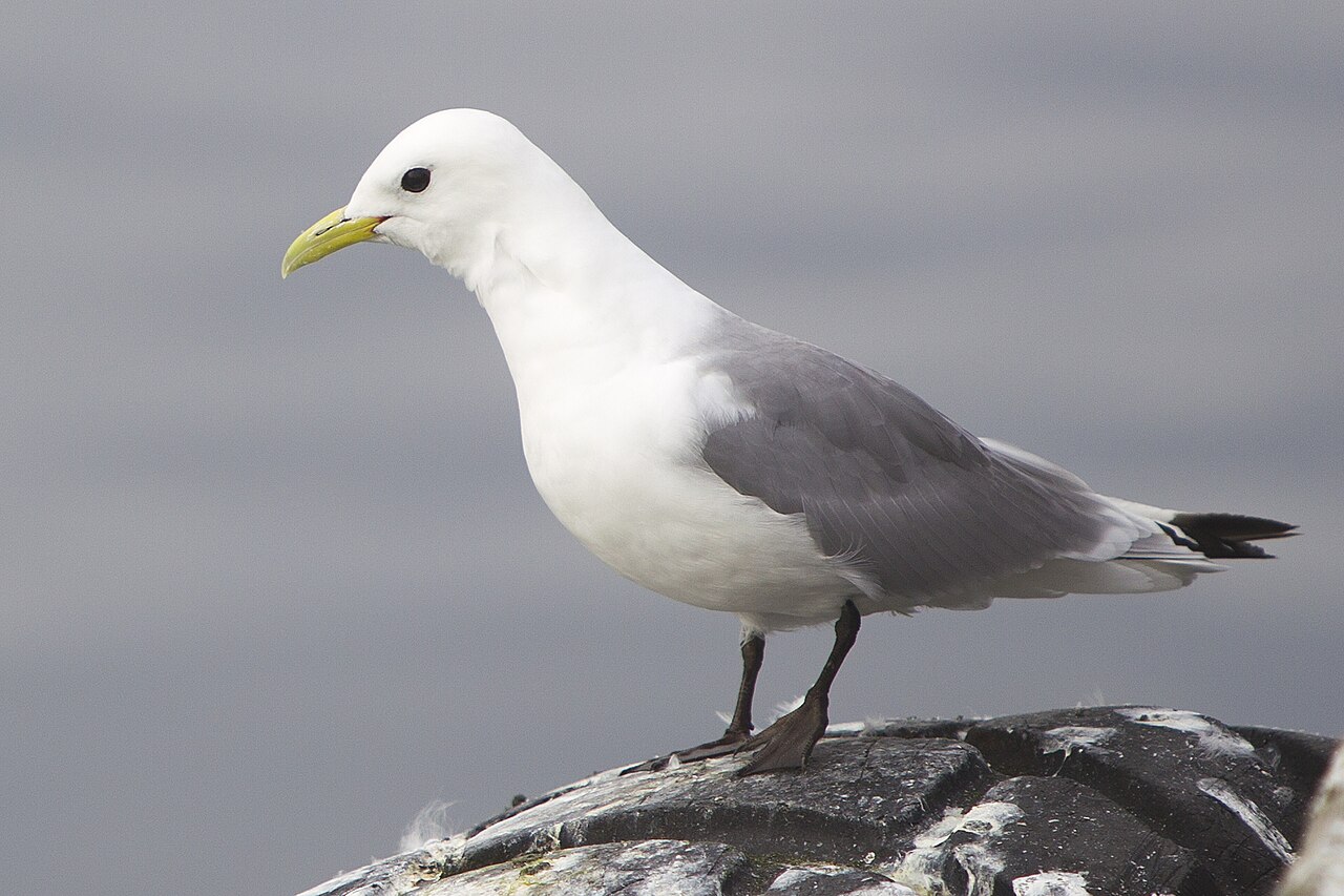 Mouette tridactyle (Rissa tridactyla) en photographie
