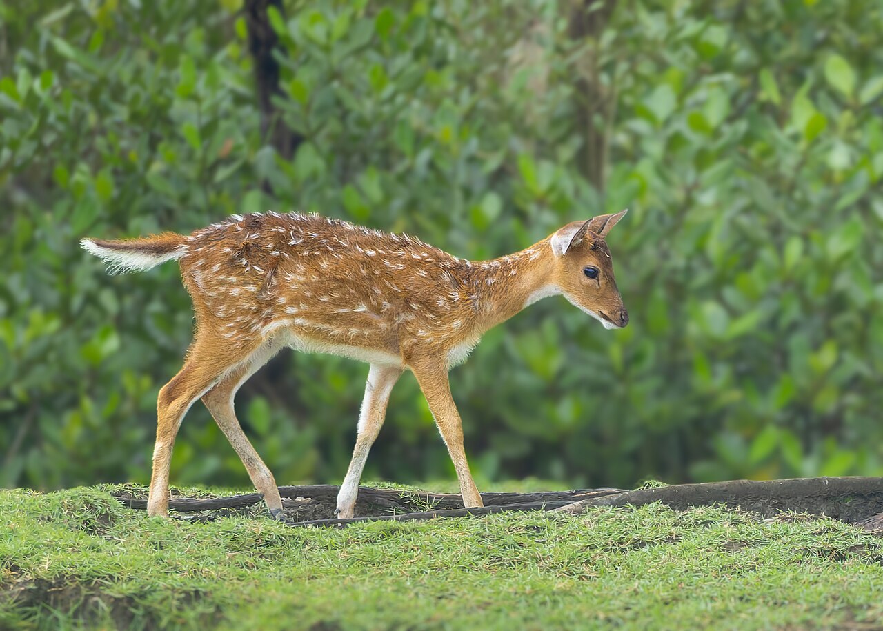 Cerf axis (Axis axis) en photographie