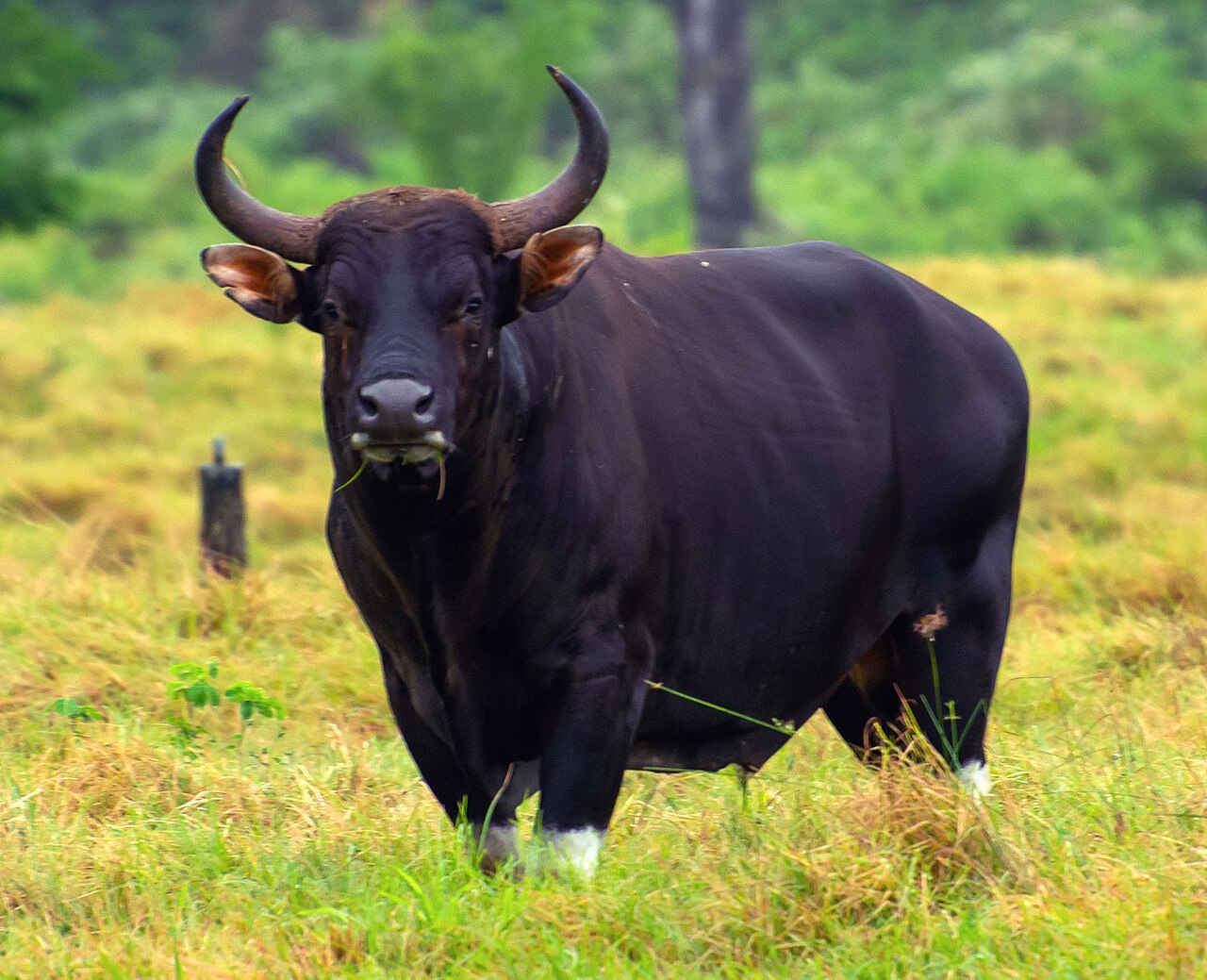 Banteng (Bos javanicus) en photographie