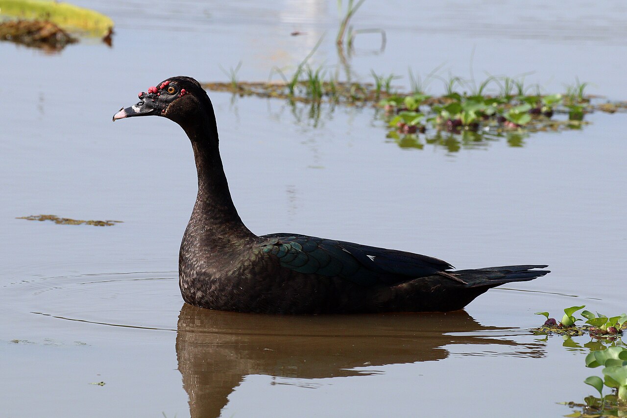 Canard de Barbarie (Cairina moschata) en photographie