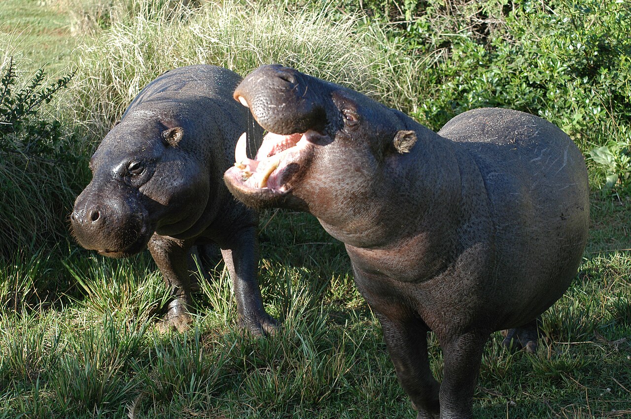 Hippopotame pygmée (Hexaprotodon liberiensis) en photographie