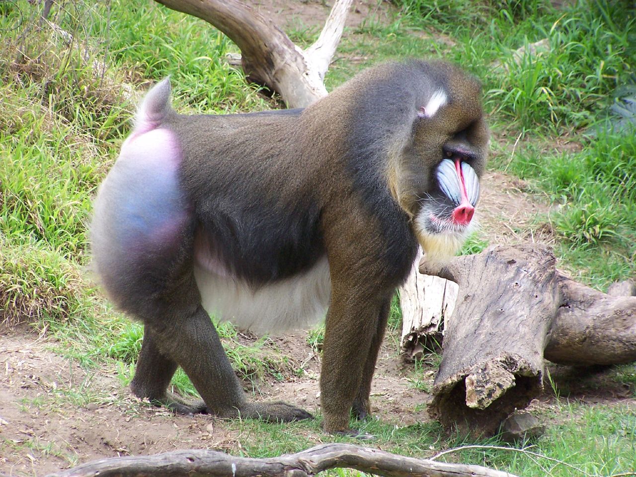 Mandrill (Mandrillus sphinx) en photographie