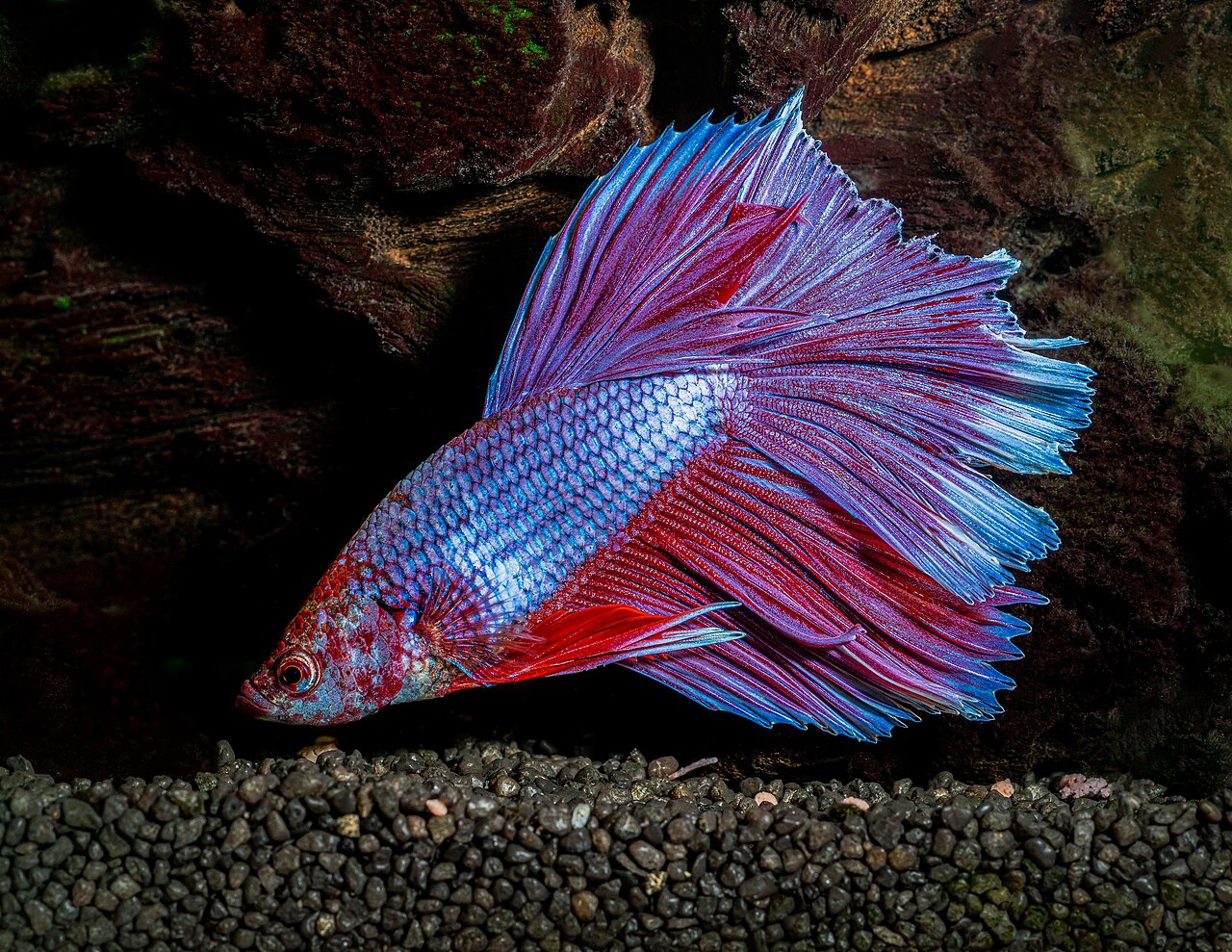 Combattant du Siam (Betta splendens) en photographie