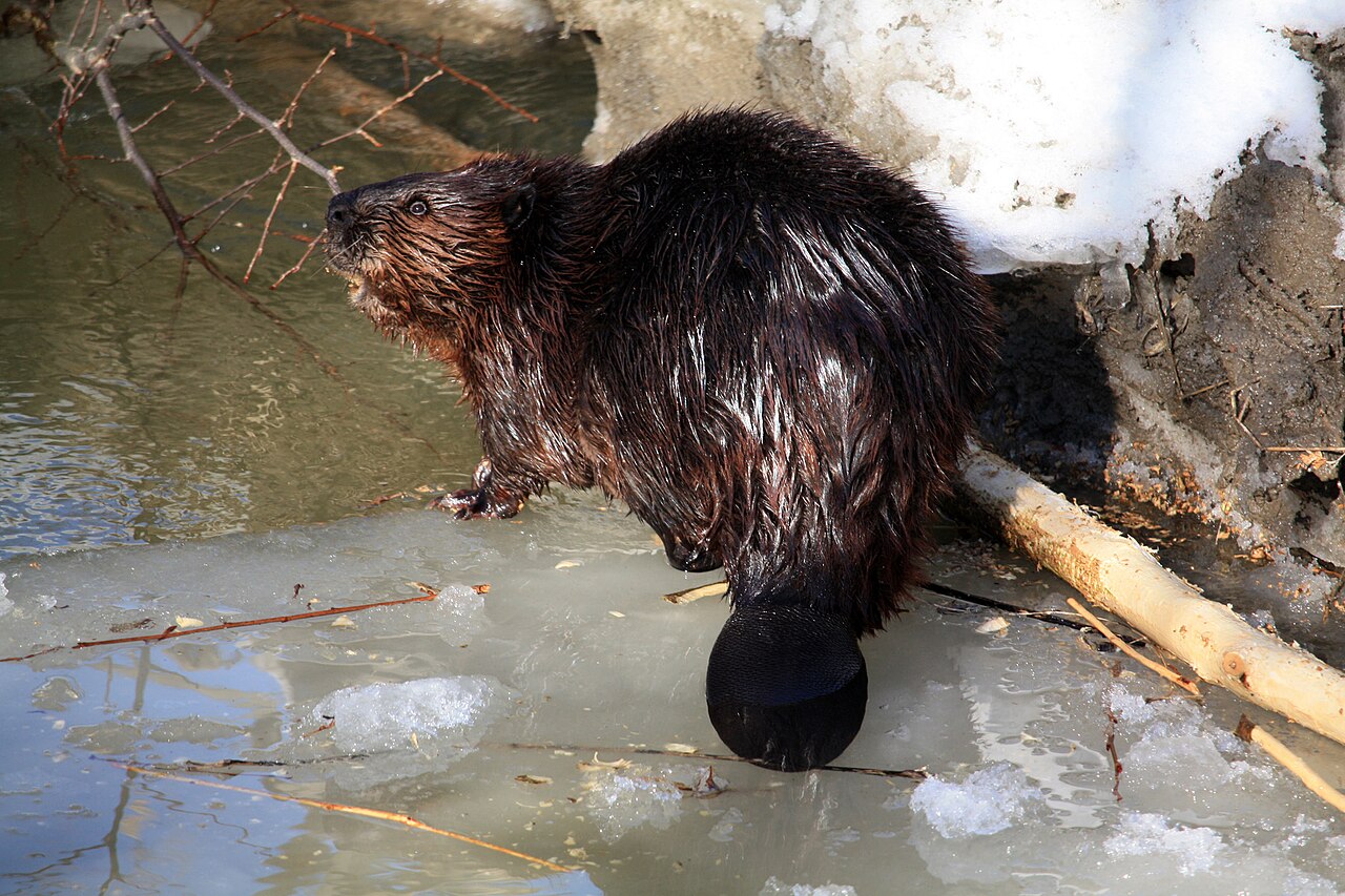 Castor du Canada (Castor canadensis) en photographie