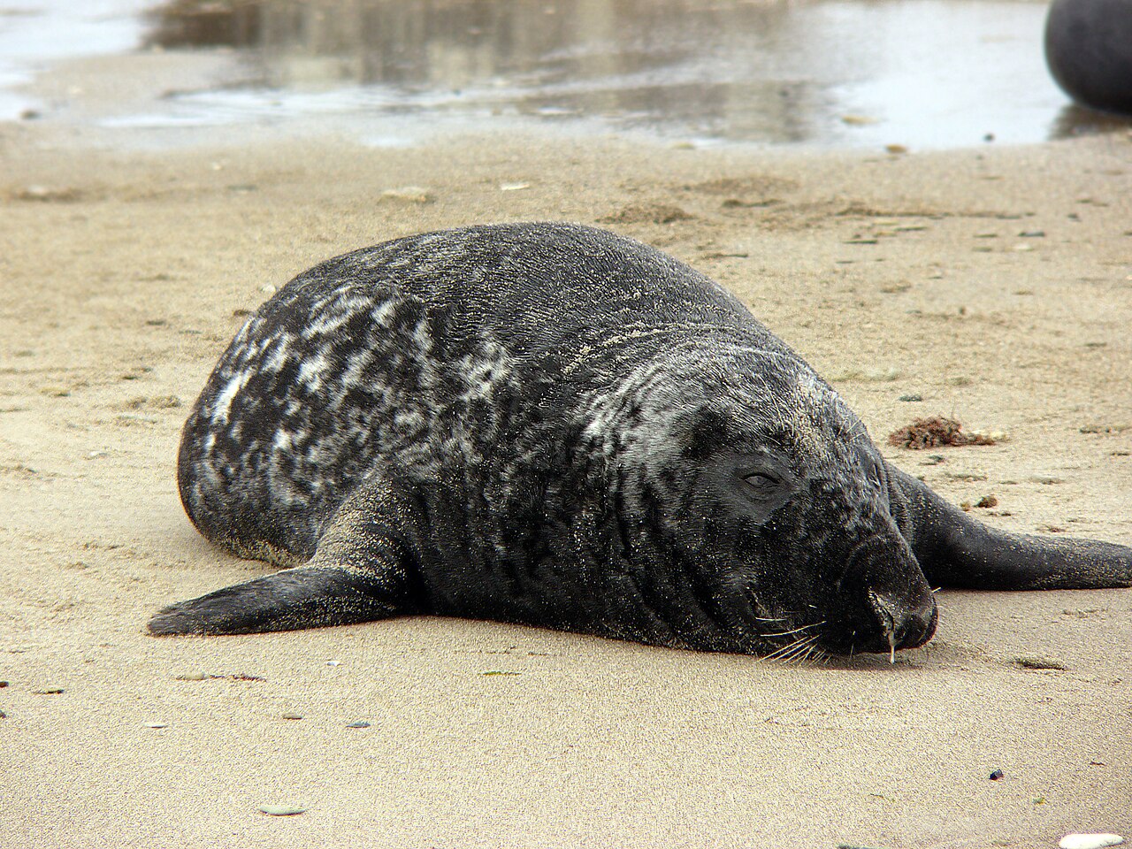 Phoque gris (Halichoerus grypus) en photographie