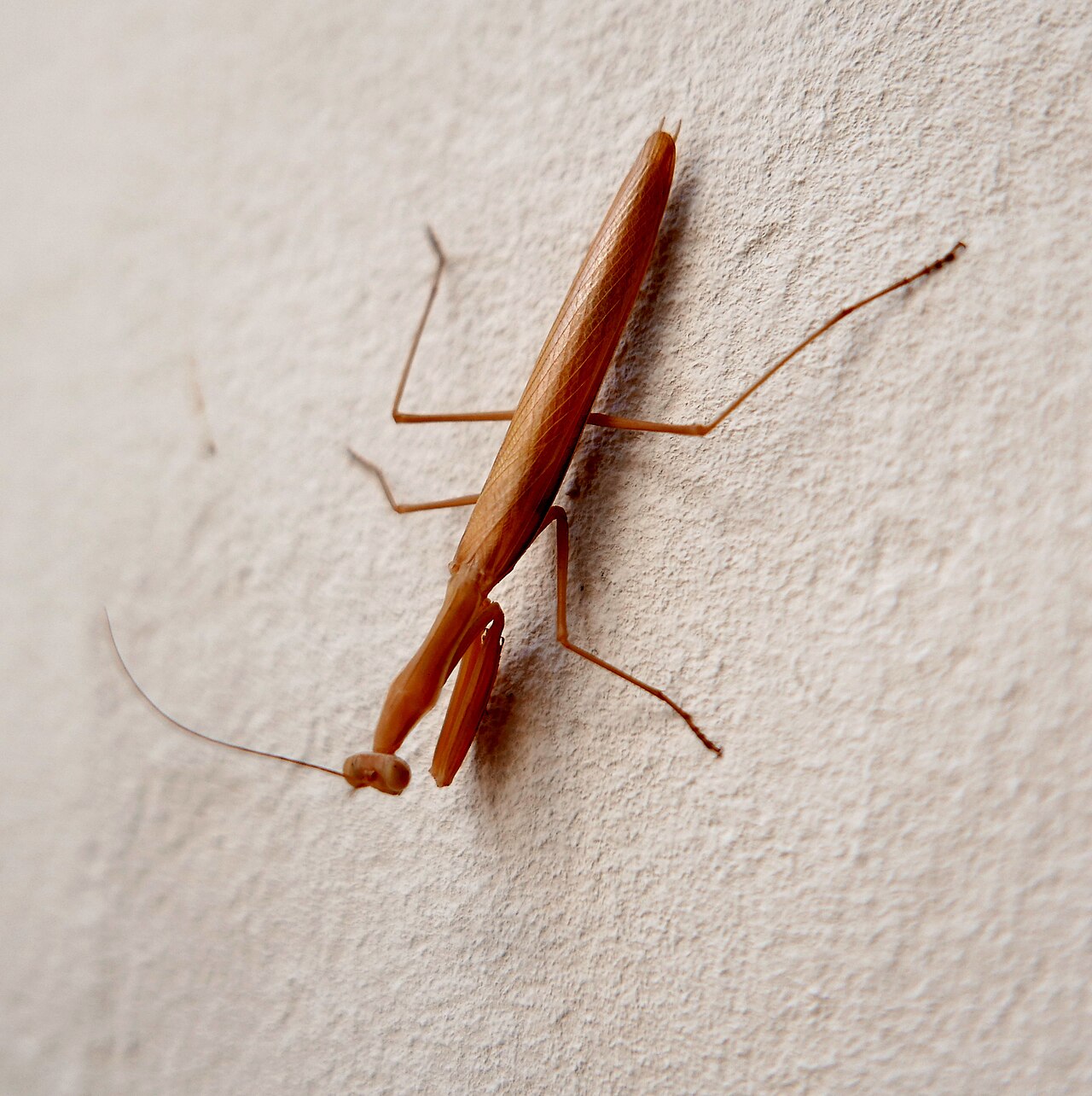 Mante religieuse (Mantis religiosa) en photographie