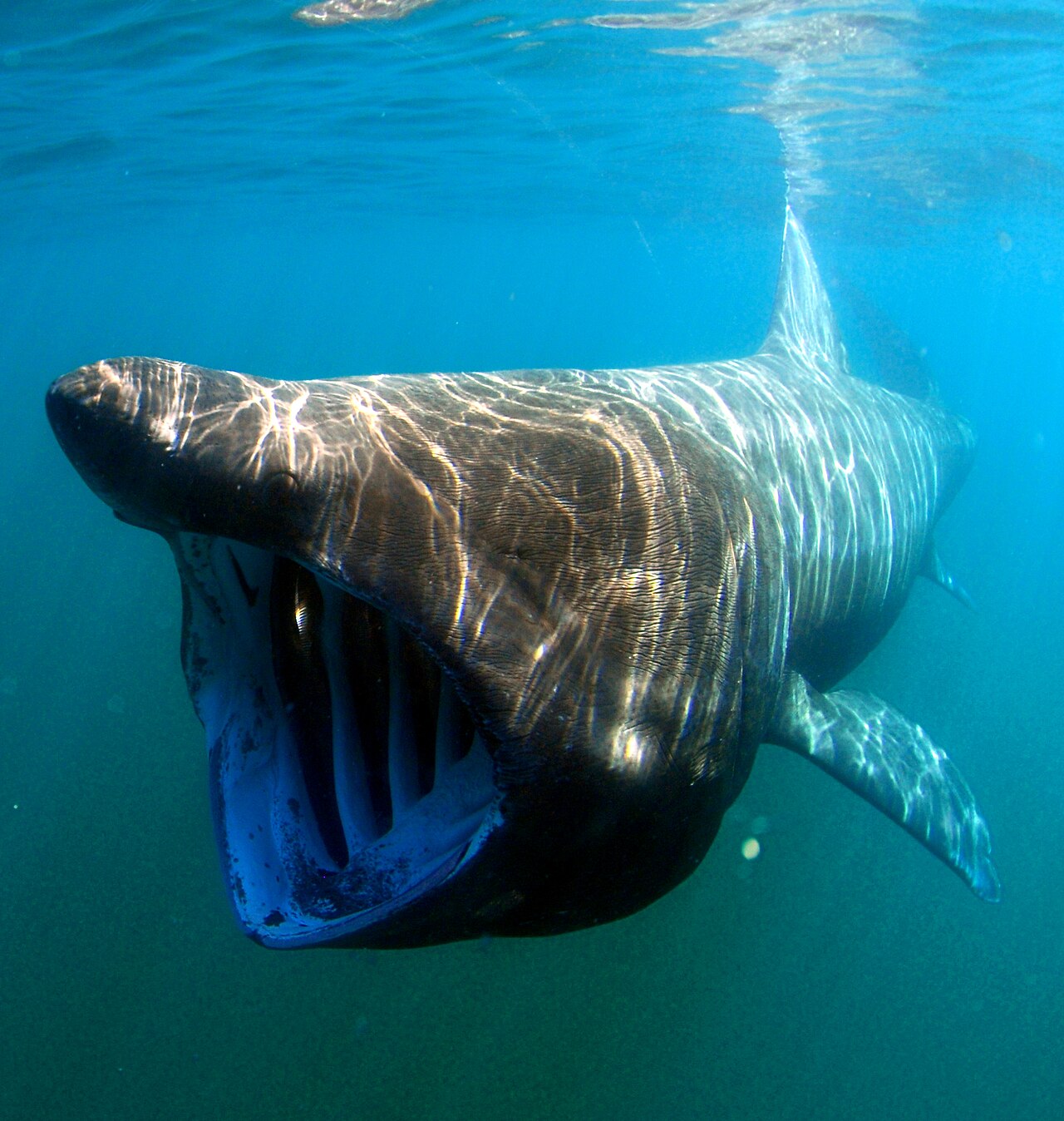 Requin pèlerin (Cetorhinus maximus) en photographie