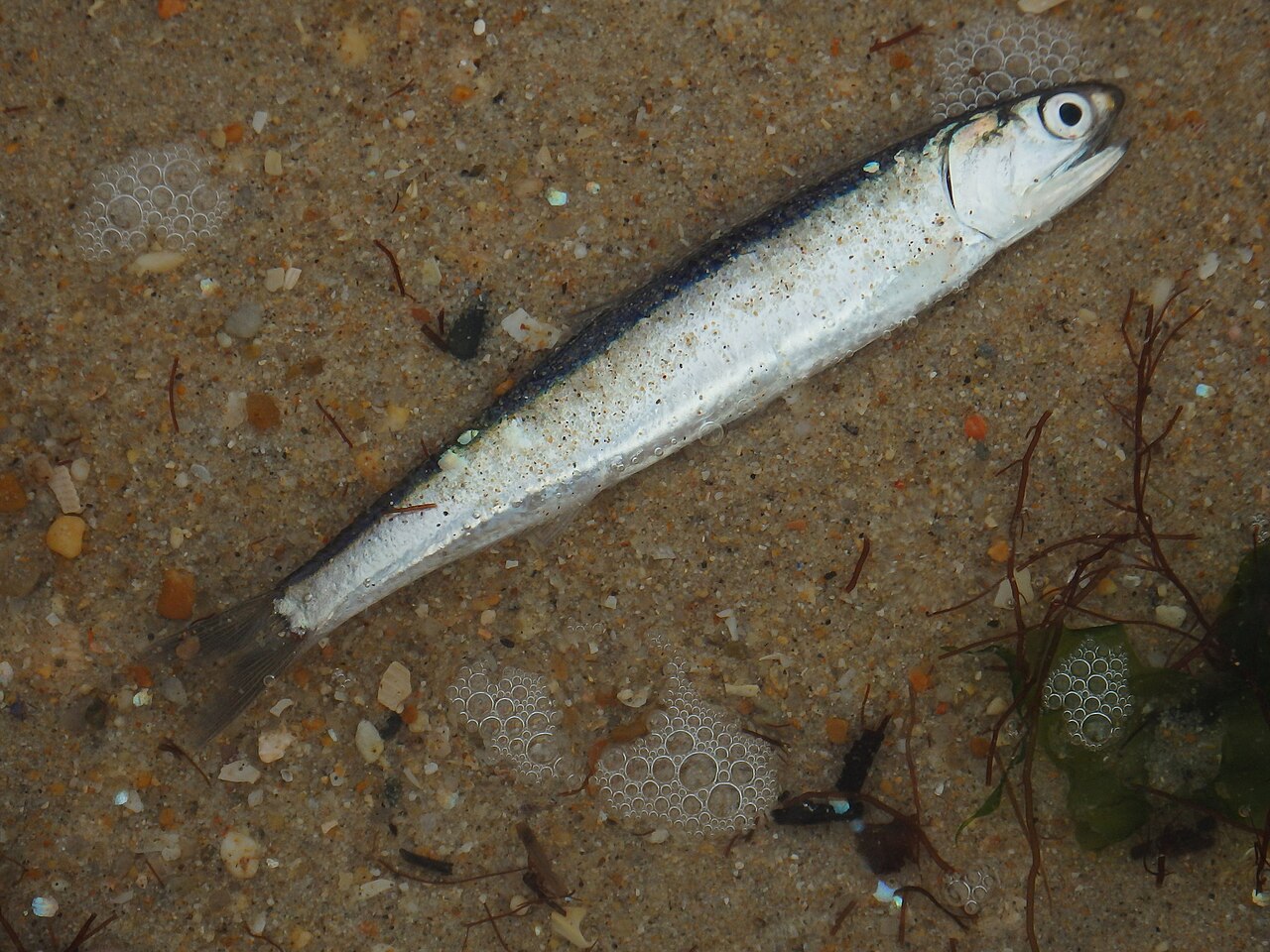Anchois commun (Engraulis encrasicolus) en photographie