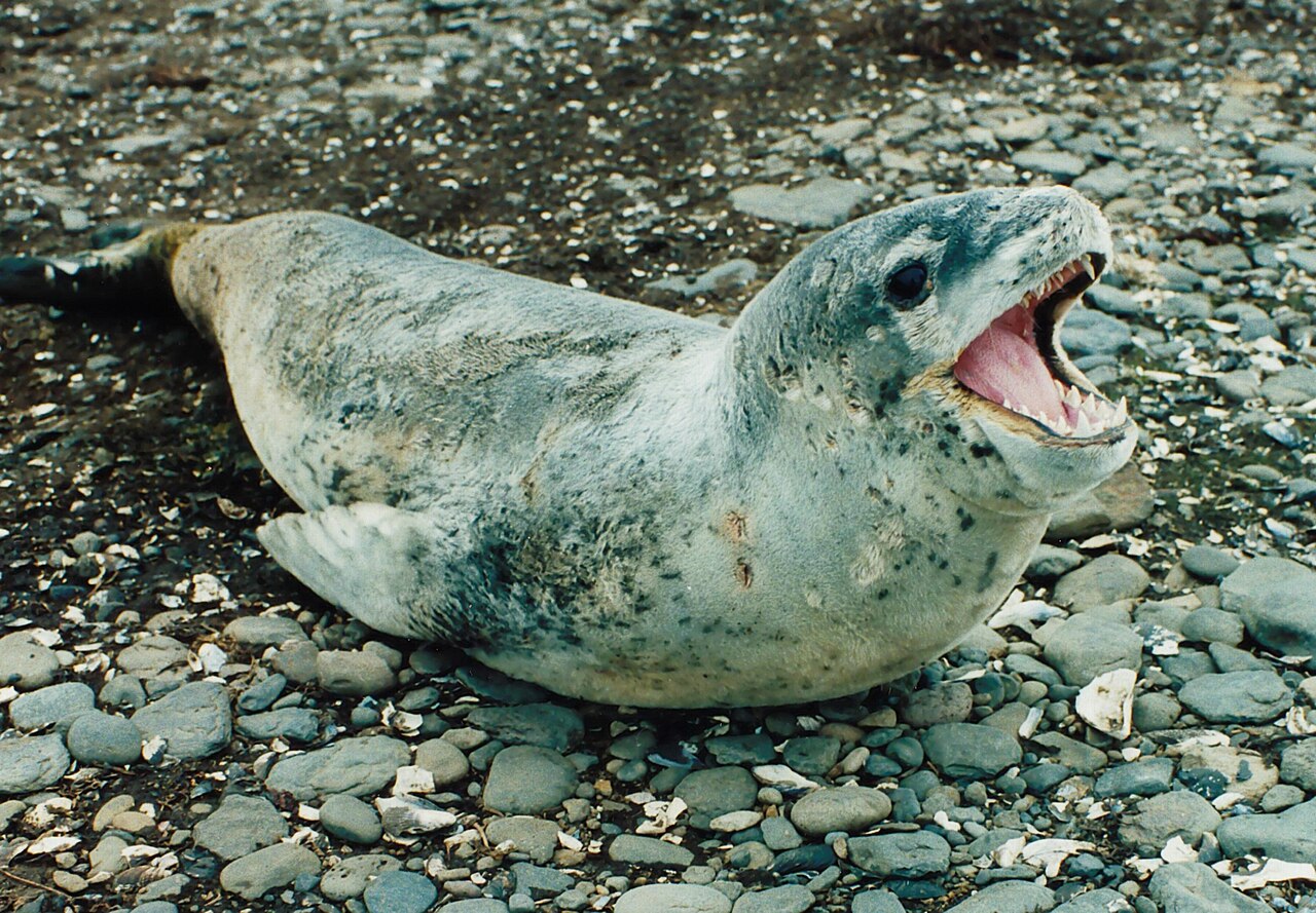 Léopard de mer (Hydrurga leptonyx) en photographie