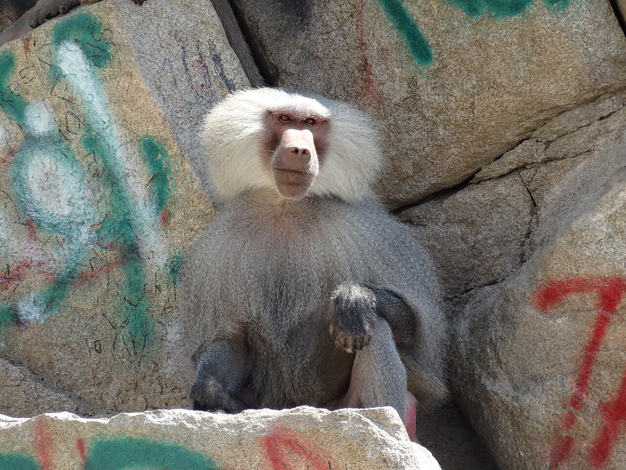 Babouin hamadryas (Papio hamadryas) en photographie