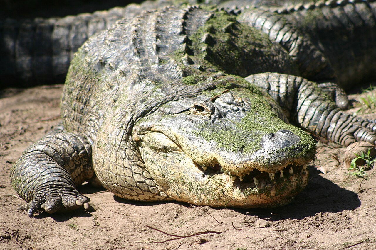 Alligator d’Amérique (Alligator mississippiensis) en photographie