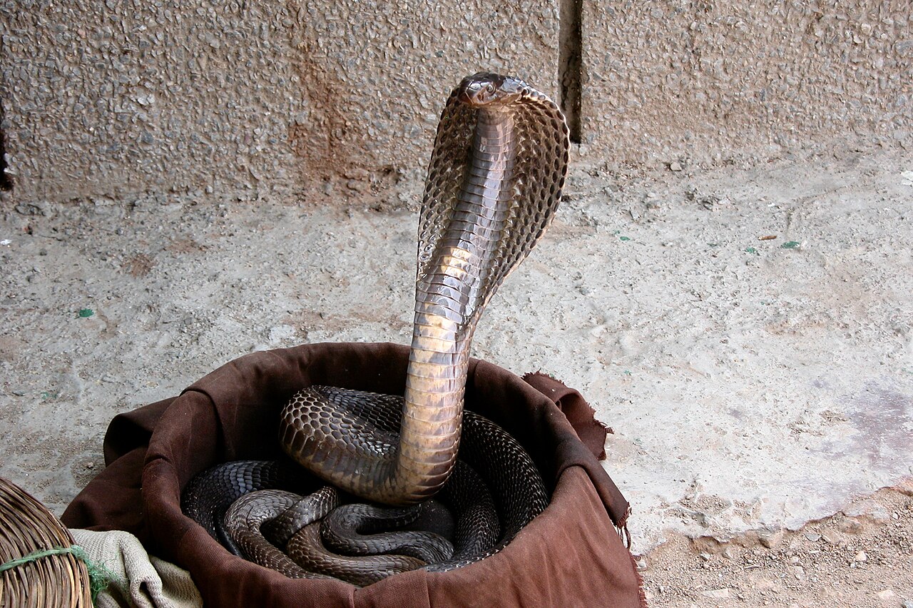 Cobra à lunettes (Naja naja) en photographie