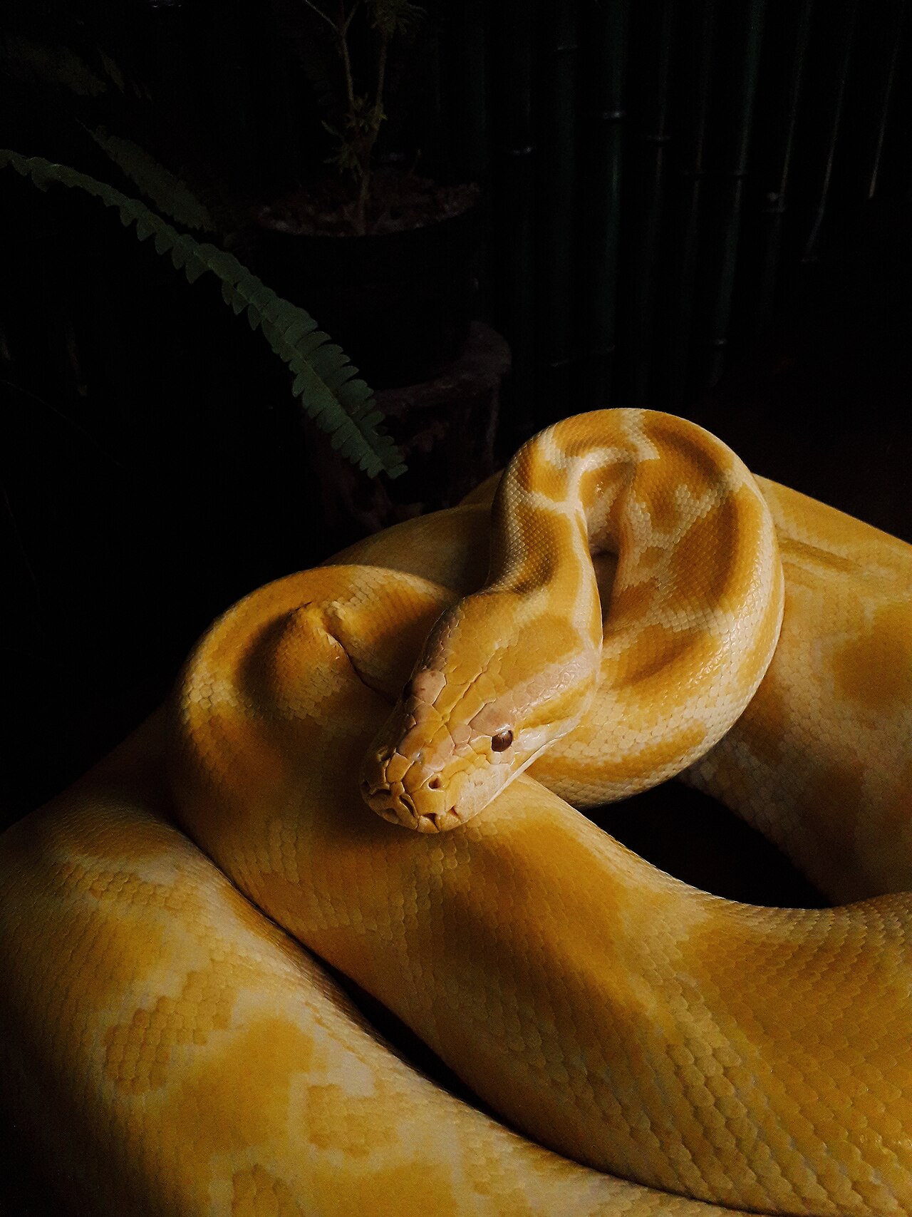 Python réticulé (Malayopython reticulatus) en photographie