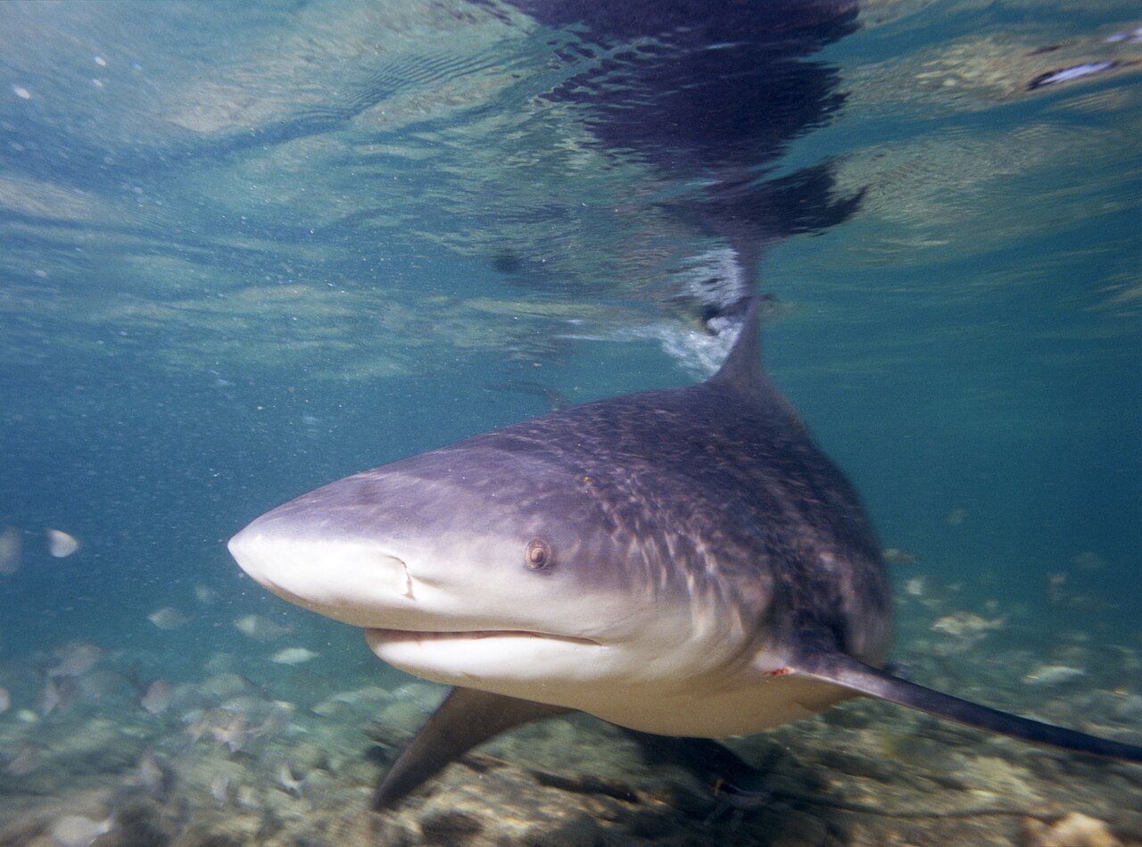 Requin bouledogue (Carcharhinus leucas) en photographie