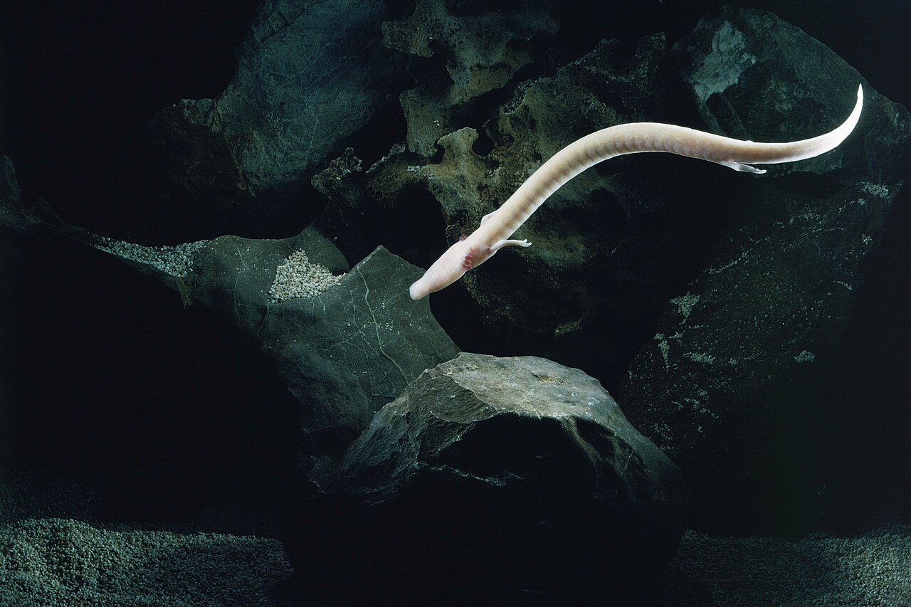 Protée anguillard (Proteus anguinus) en photographie