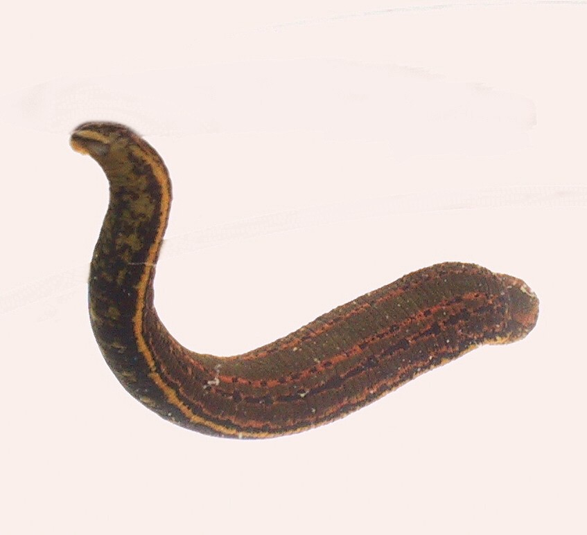 Sangsue médicinale (Hirudo medicinalis) en photographie