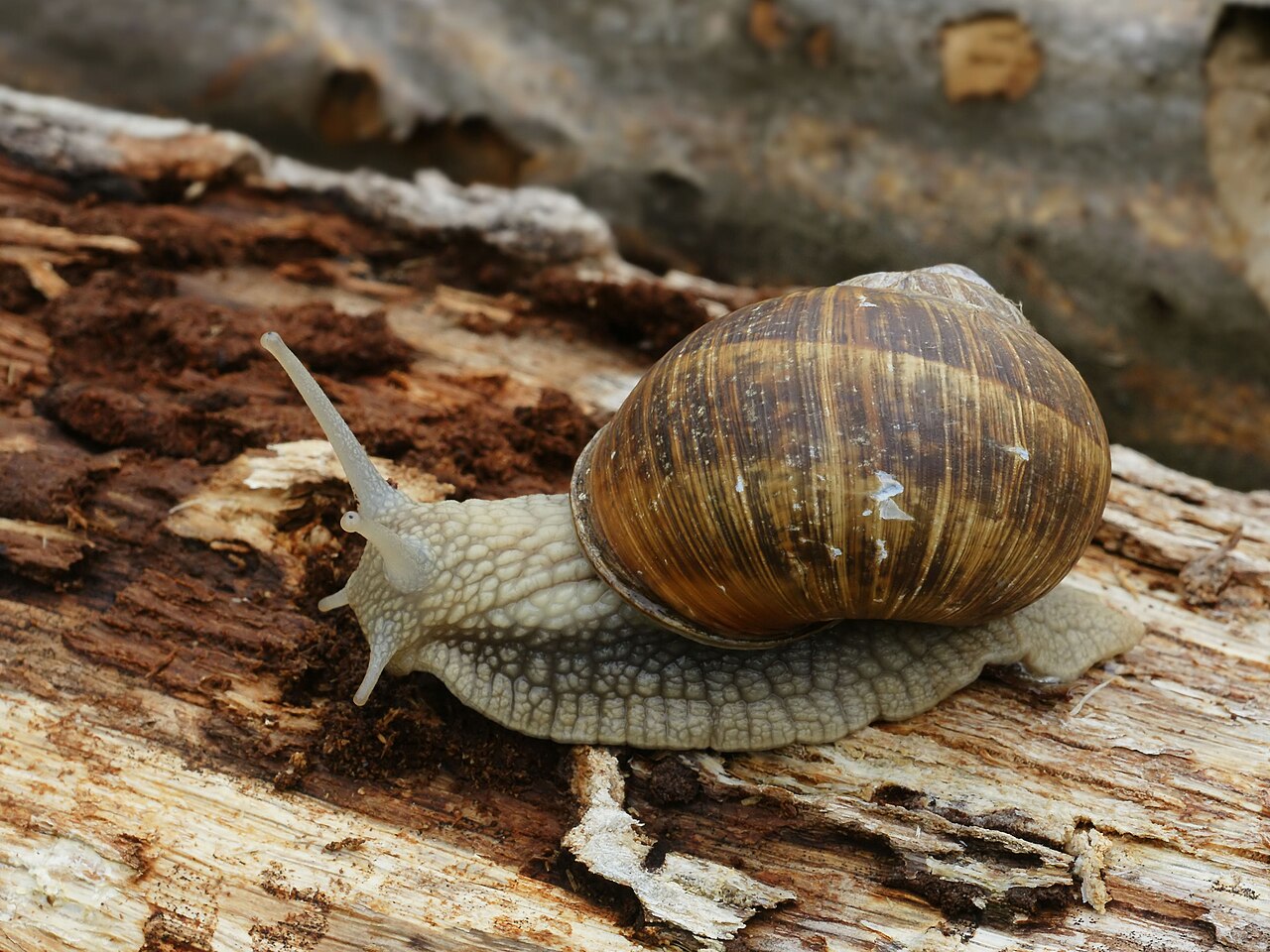 Escargot de Bourgogne (Helix pomatia) en photographie