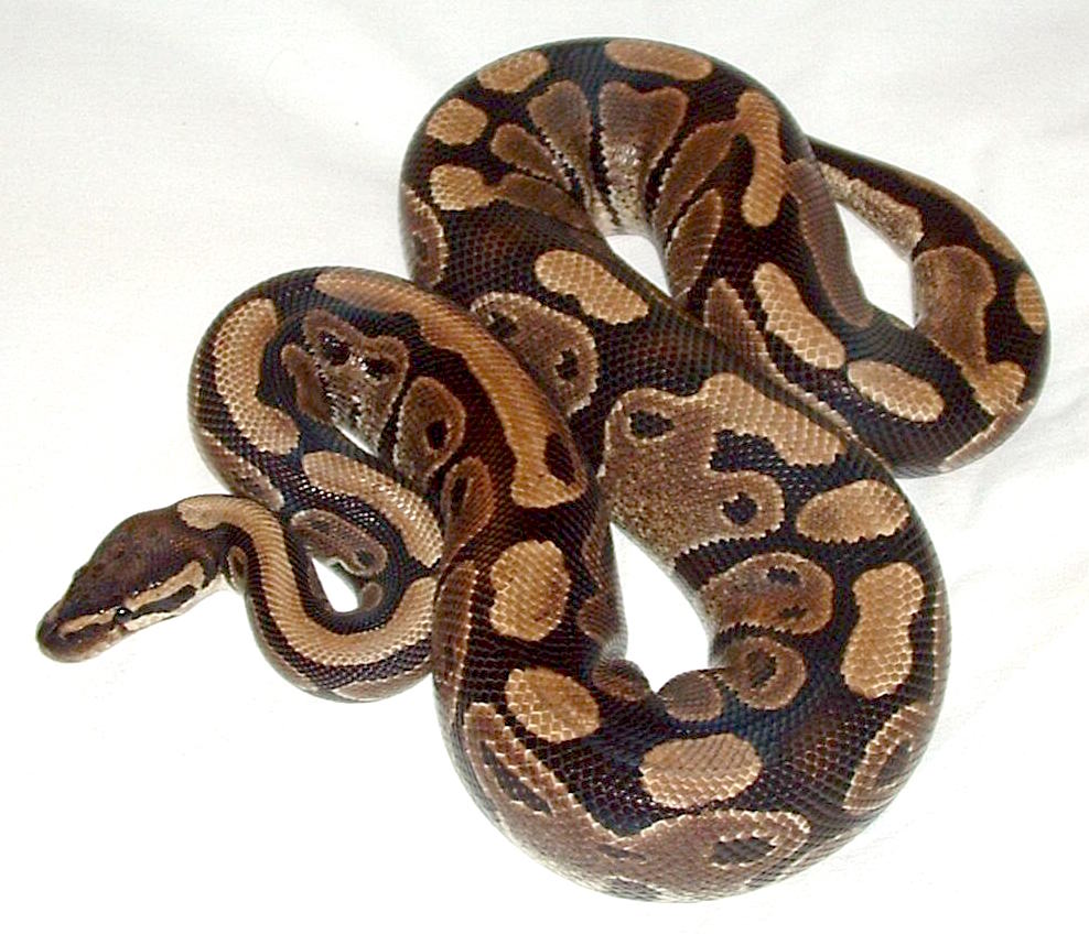 Python royal (Python regius) en photographie